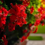 In Flora Apartamento *