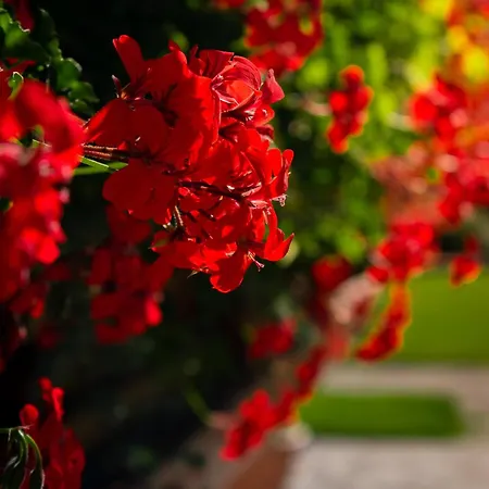 In Flora Apartamento *