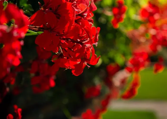 Apartments In Villa Flora Διαμέρισμα *